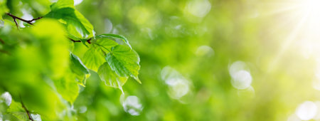 Panoramic view of the linden trees branch with young leaves.