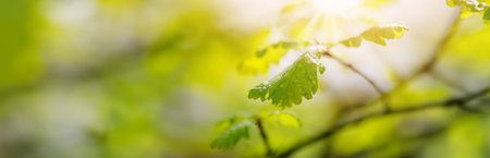Panoramic view of the trees branch with young leaves.の写真素材