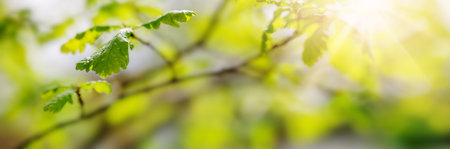 Panoramic view of the trees branch with young leaves.の写真素材