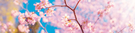 Cherry tree blossoming in spring in natural park.の写真素材