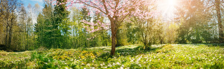 Alone cherry tree blossoming in the spring forest.の写真素材