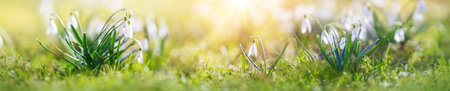 Spring green field with blossoming fragile snowdrop.の写真素材