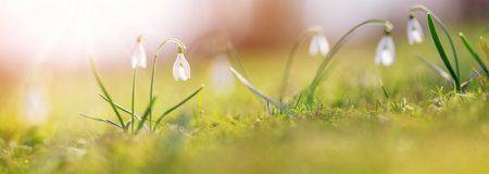 Spring green field with blossoming fragile snowdrop.の写真素材