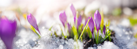 Closeup panoramic view of the spring flowers in the park.の写真素材