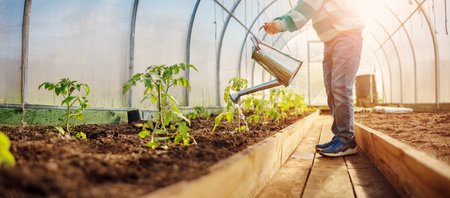Boy watering some vegetables in the greenhouse.の写真素材