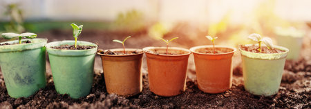 Close-up view of the pots with vegetables sprouts in greenhouse.の写真素材