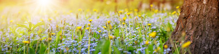 Blossoming spring flowers in the spring natural park.の写真素材