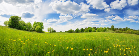 Sunny day on the field with blooming dandelions in natural park.の写真素材