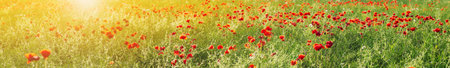 Panoramic top view of the field with red poppy flowers in sunset.の写真素材