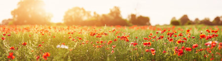 Panoramic view of the field with red poppy flowers in sunset.の写真素材