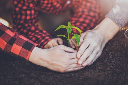 Father, mother and their child holding together a young plant grown in the soil.の写真素材