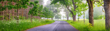 Panoramic view of the curving asphalt road in foggy natural park.の写真素材
