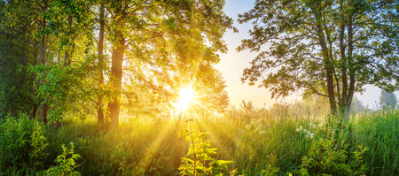 Foggy background in natural park in the morning.の写真素材