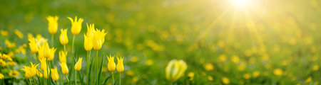 Meadow with yellow blooming tulips in springtime.の写真素材