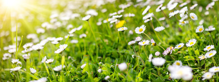 Panoramic view of the blooming daisies on the spring field.の写真素材