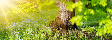 Sunshine in the park with meadow of blooming forget-me-not flowers and linden tree with new fresh foliage.の写真素材