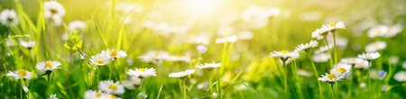 Panoramic view of the blooming daisies on the spring field.の写真素材