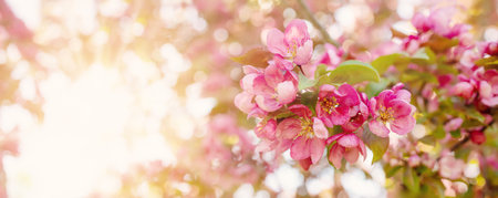 Closeup view of the cherry branches with blooming pink flowers and young green foliage.の写真素材