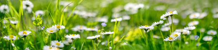 Panoramic view of the blooming daisies on the spring field.の写真素材