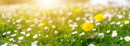 Meadow with lots of white and pink spring daisy flowers and yellow dandelions in the morning.の写真素材