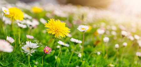 Meadow with lots of white and pink spring daisy flowers and yellow dandelions in sunny day.の写真素材