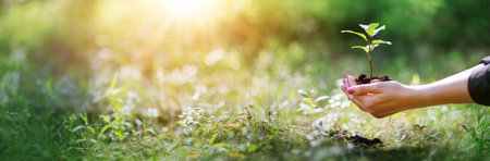 Woman with young sprout of the tree in her hand in the spring forest.の写真素材