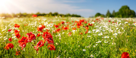 Panoramic view of the field with wild flower.の写真素材