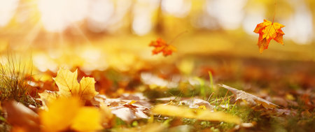 Beautiful panoramic background of the autumnal maple leaves falling and lying on the ground in natural park.の写真素材