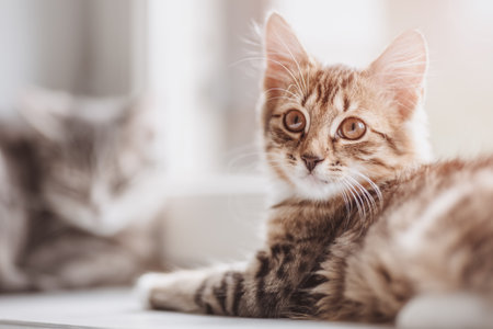Two kittens lying on the window sillon the sunlight.