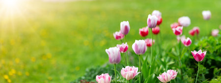 Meadow with bright pink tulips in the spring.の写真素材