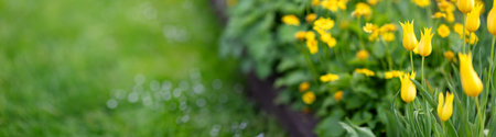 Meadow with bright yellow tulips in the spring.の写真素材