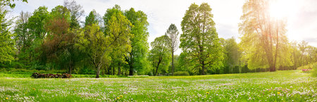 Meadow with lots of white spring daisy flowers and yellow dandelions in natural park in spring.の写真素材