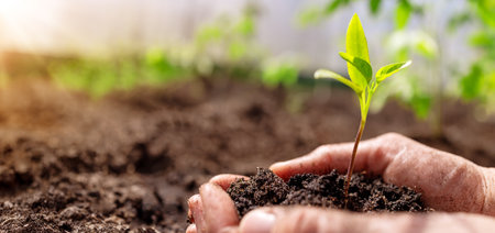 Humans hands seedling a plant sprout in the black soil.