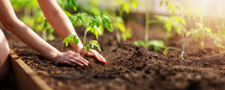 Human hands planting sprouts of tomatos in greenhouseの写真素材