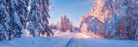 Beautiful snowy road in natural park after snowfall.