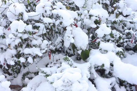 Plants covered with snow 