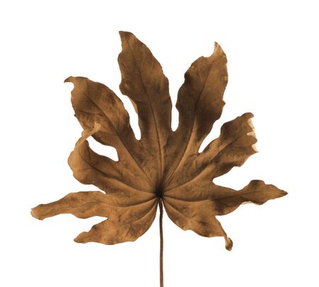 Dry leaf isolated in whiteの写真素材