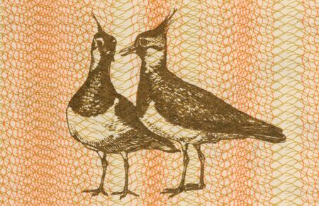 Pair of eurasian lapwings on 1 talonas banknote from Lithuaniaの写真素材