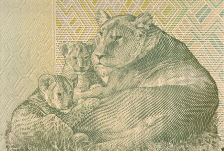 Lioness Lying with two Cubs on 20 Francs 2003 Banknote from Congo.の写真素材