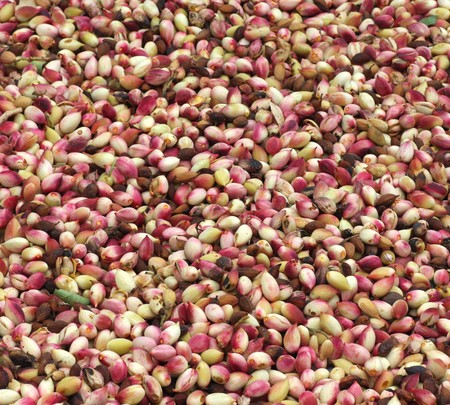 Fresh cut pistachioの写真素材