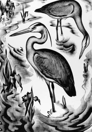 Pelicans on engraving from 1800s.のeditorial素材