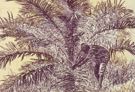 Palm Nut Harvesting on 50 Dollars 2009 Banknote from Liberia.の写真素材