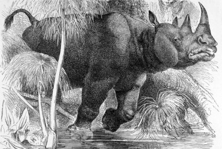 Black Rhinoceros on engraving from 1890. Engraved by unknown artist and published in Meyers Konversations-Lexikon, Germany,1890.のeditorial素材