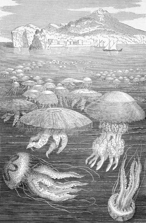 Medusa Jellyfish on engraving from 1890. Engraved by unknown artist and published in Meyers Konversations-Lexikon, Germany,1890.のeditorial素材