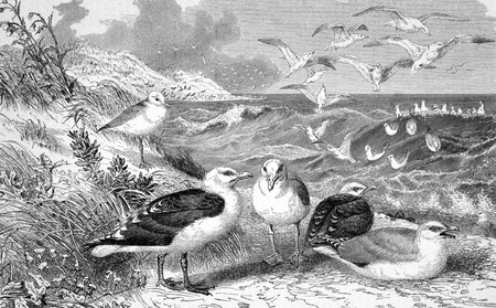 Seagulls on engraving from 1890. Engraved by unknown artist and published in Meyers Konversations-Lexikon, Germany,1890.のeditorial素材