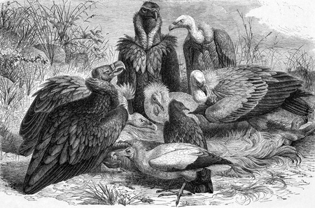 Vultures on engraving from 1890. Engraved by Carl Jahrmargt and published in Meyers Konversations-Lexikon, Germany,1890.のeditorial素材
