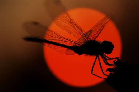 dragonfly