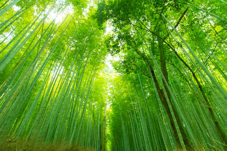 Bambu forest in Kyoto, Japan