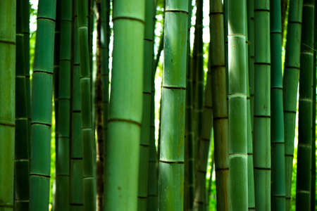 Bambu forest in Kyoto, Japan