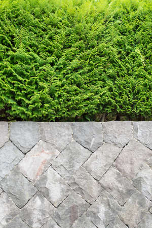 Green leaf wall.Stone wall.の写真素材